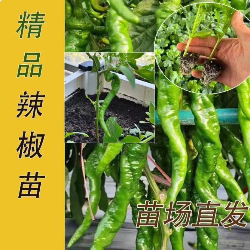 高产螺丝椒辣椒苗香辣特大薄皮陇椒秧子辣椒种籽四李阳台庭院菜苗