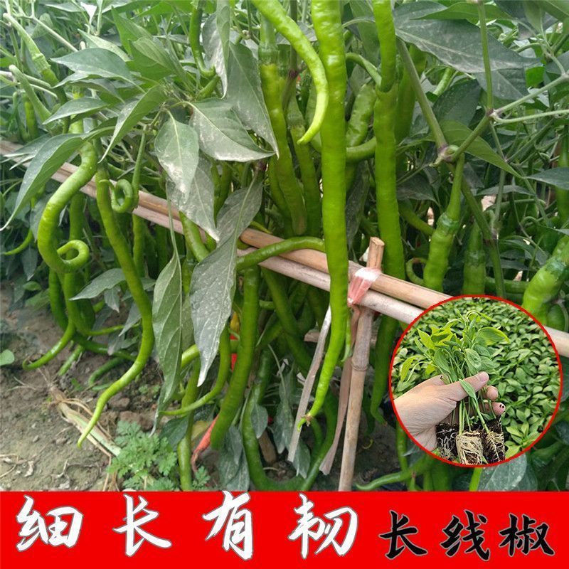 高产螺丝椒辣椒苗香辣特大薄皮陇椒秧子辣椒种籽四李阳台庭院菜苗