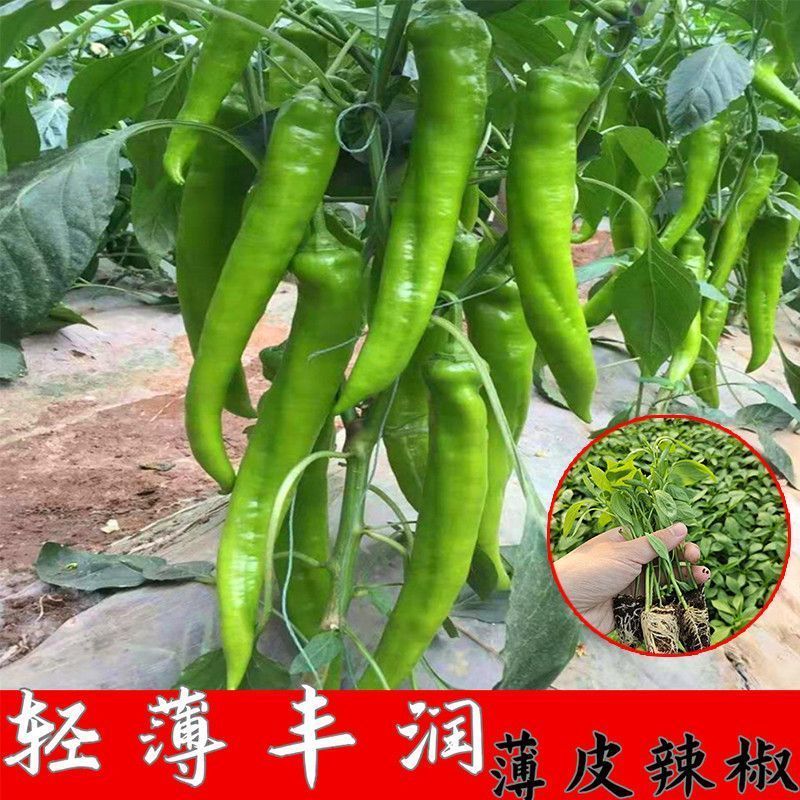 高产螺丝椒辣椒苗香辣特大薄皮陇椒秧子辣椒种籽四李阳台庭院菜苗