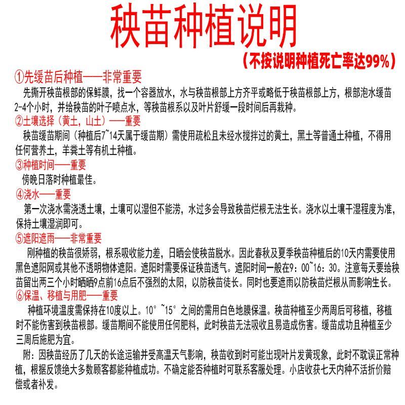 高产螺丝椒辣椒苗香辣特大薄皮陇椒秧子辣椒种籽四李阳台庭院菜苗
