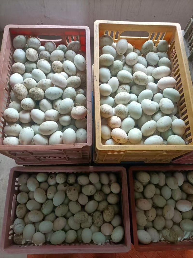 鸭蛋品质保证服务周到产地直发价格美丽