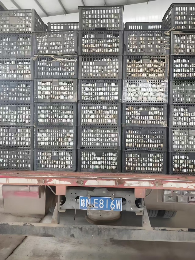 鸭蛋品质保证服务周到产地直发价格美丽