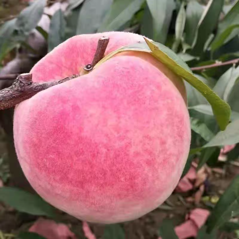 春雪毛桃原产一手价格硬度好耐运输颜色靓丽口感脆甜承接电商团购