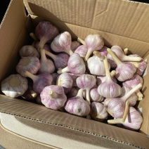 大蒜，红蒜，紫皮红蒜，蒜米，蒜黄料