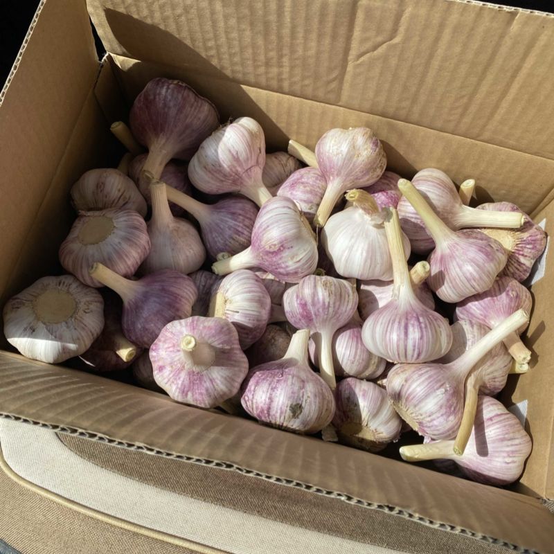 大蒜，红蒜，紫皮红蒜，蒜米，蒜黄料