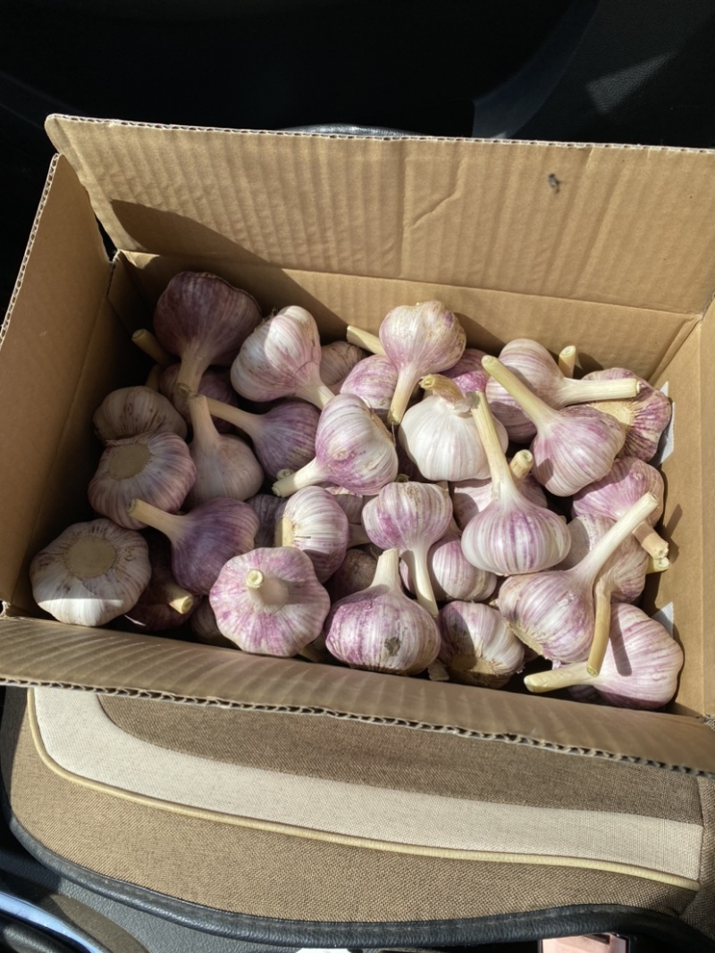 大蒜，红蒜，紫皮红蒜，蒜米，蒜黄料