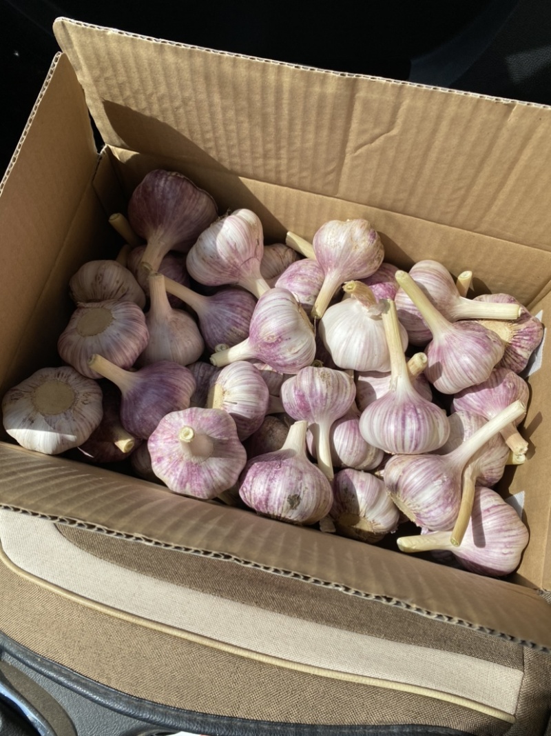 大蒜，红蒜，紫皮红蒜，蒜米，蒜黄料