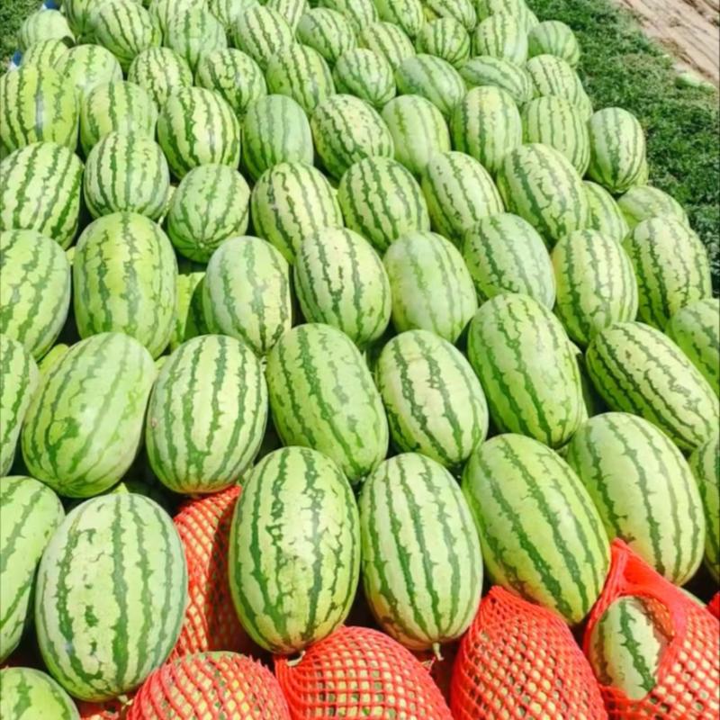 西瓜金城5号西瓜新疆西瓜大量上市皮薄多汁欢迎咨询