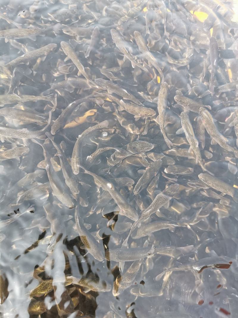 优质虹金鳟鱼苗
