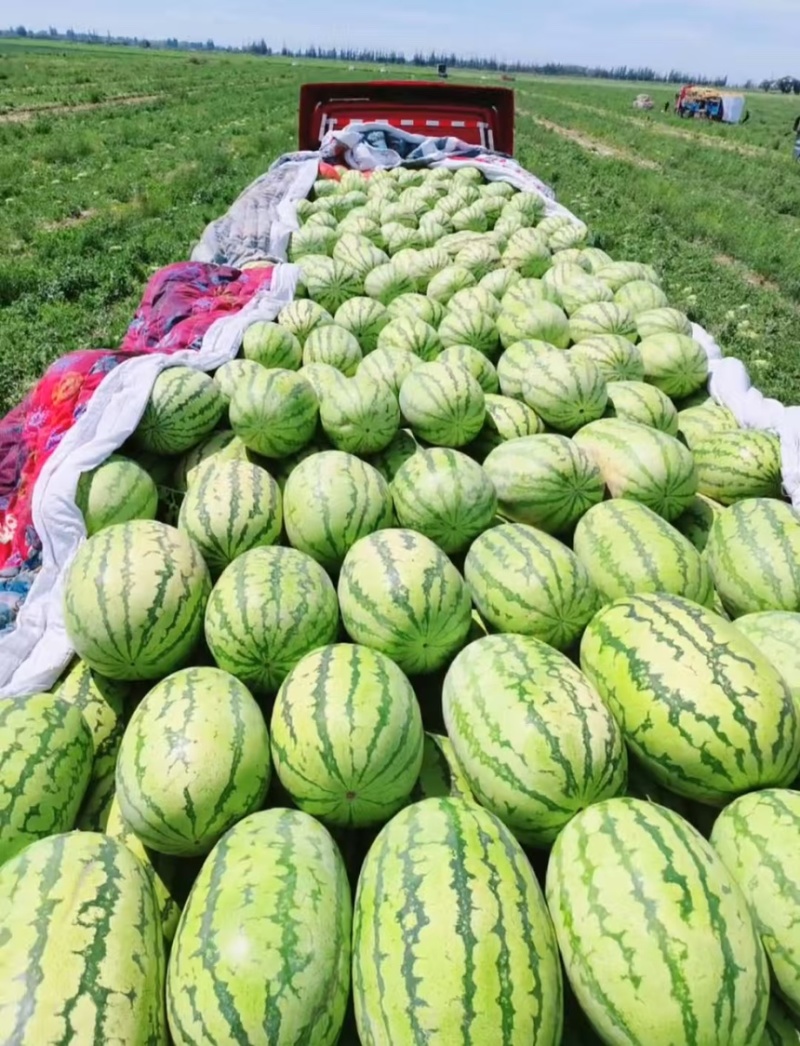 西瓜金城5号西瓜新疆西瓜大量上市皮薄多汁欢迎咨询