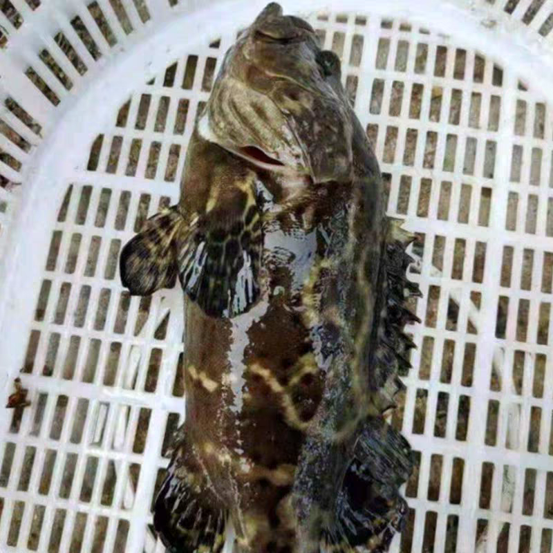 龙胆石斑鱼