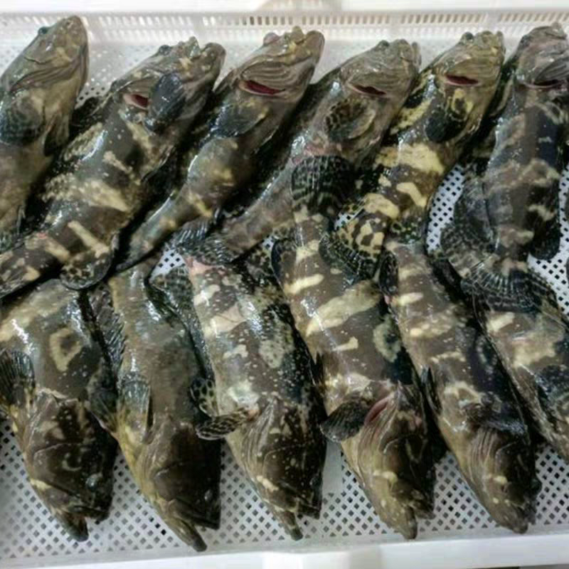 龙胆石斑鱼