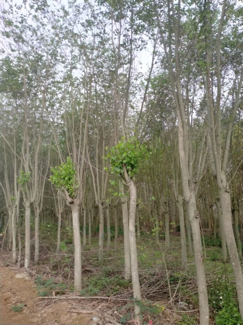 紫荆、宫粉洋紫荆地苗、12—20公分地苗便宜出售