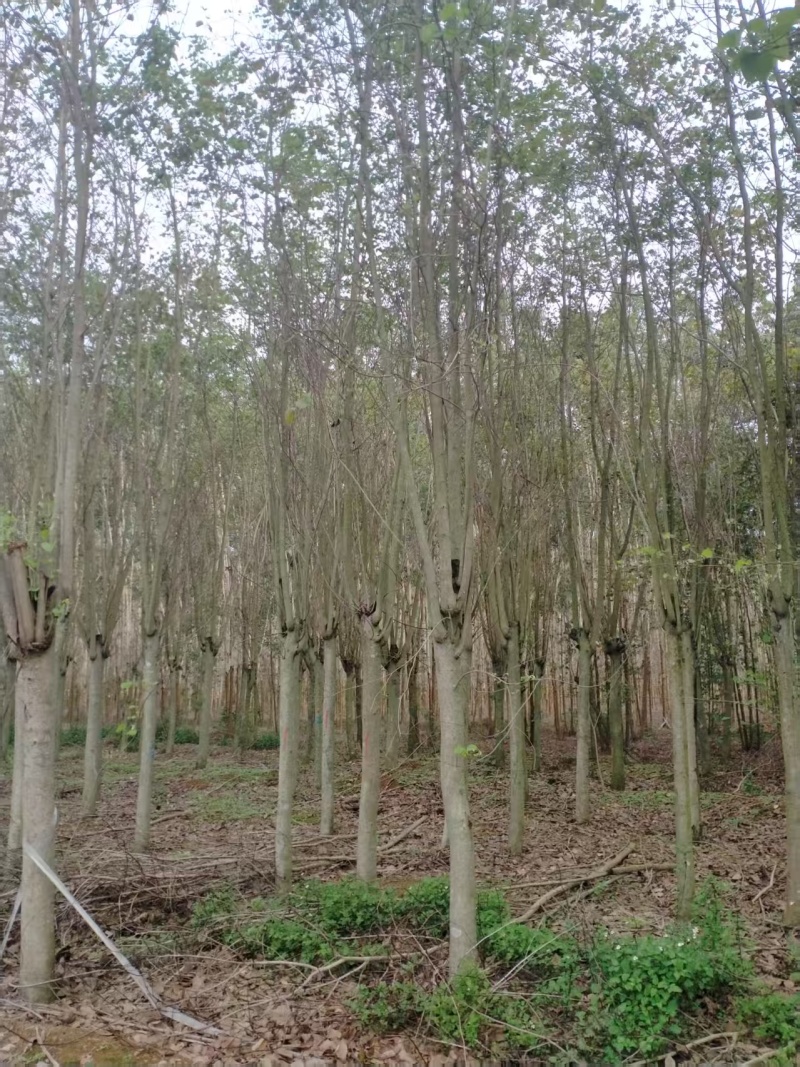 紫荆、宫粉洋紫荆地苗、12—20公分地苗便宜出售