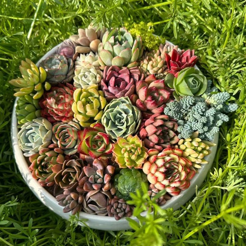【清仓特卖】多肉植物多肉办公室阳台清仓批发处理特卖套餐
