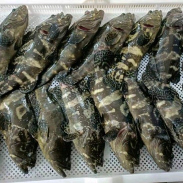 龙胆石斑鱼