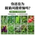 加厚农用手动多功能栽苗神器定植器种苗种菜播种瓜农种苗