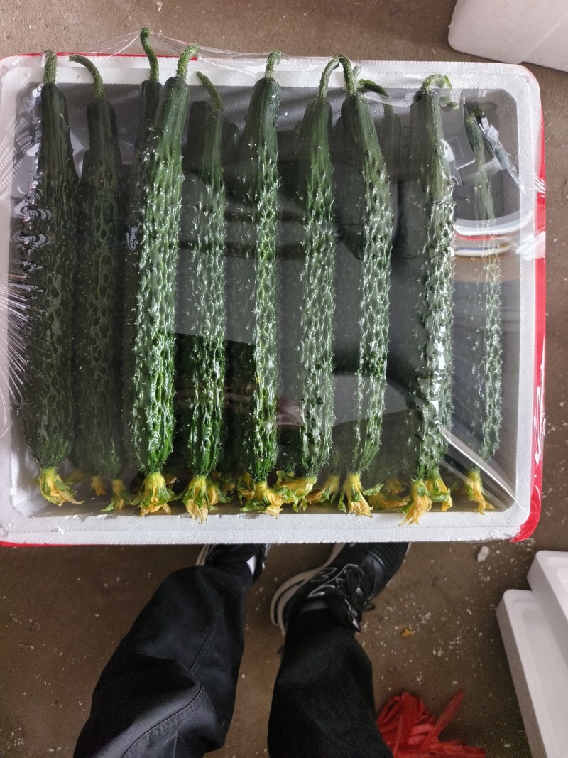 刺黄瓜30公分左右大鲜花瓜条均匀颜色好刺密现场看货满意