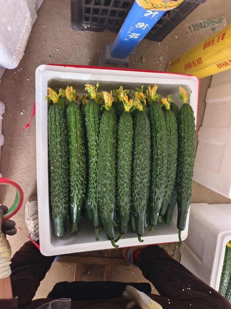 刺黄瓜30公分左右大鲜花瓜条均匀颜色好刺密现场看货满意