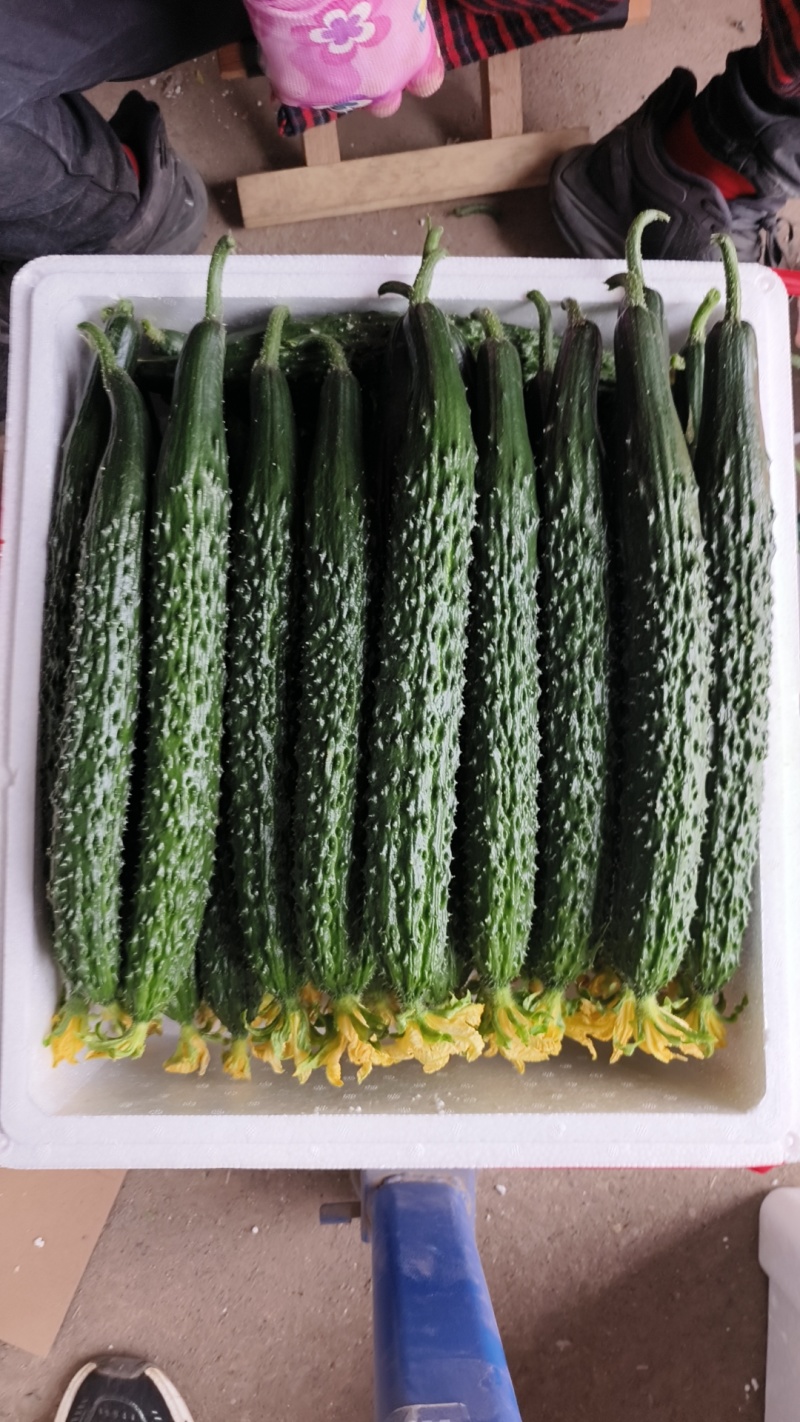 刺黄瓜30公分左右大鲜花瓜条均匀颜色好刺密现场看货满意