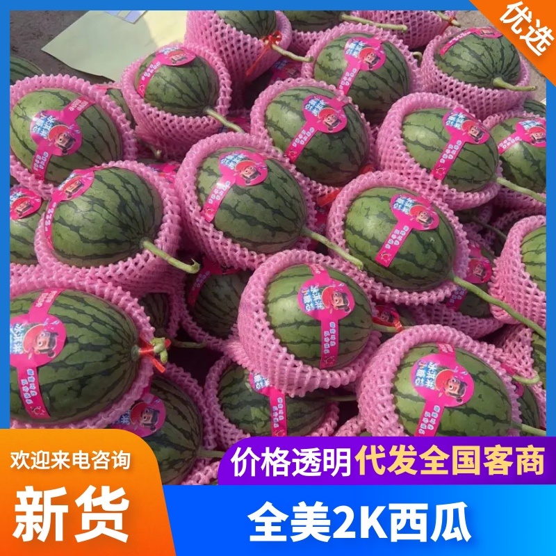 河北保定精品小吊瓜全美2k西瓜手剥西瓜甜度高货源充足包熟