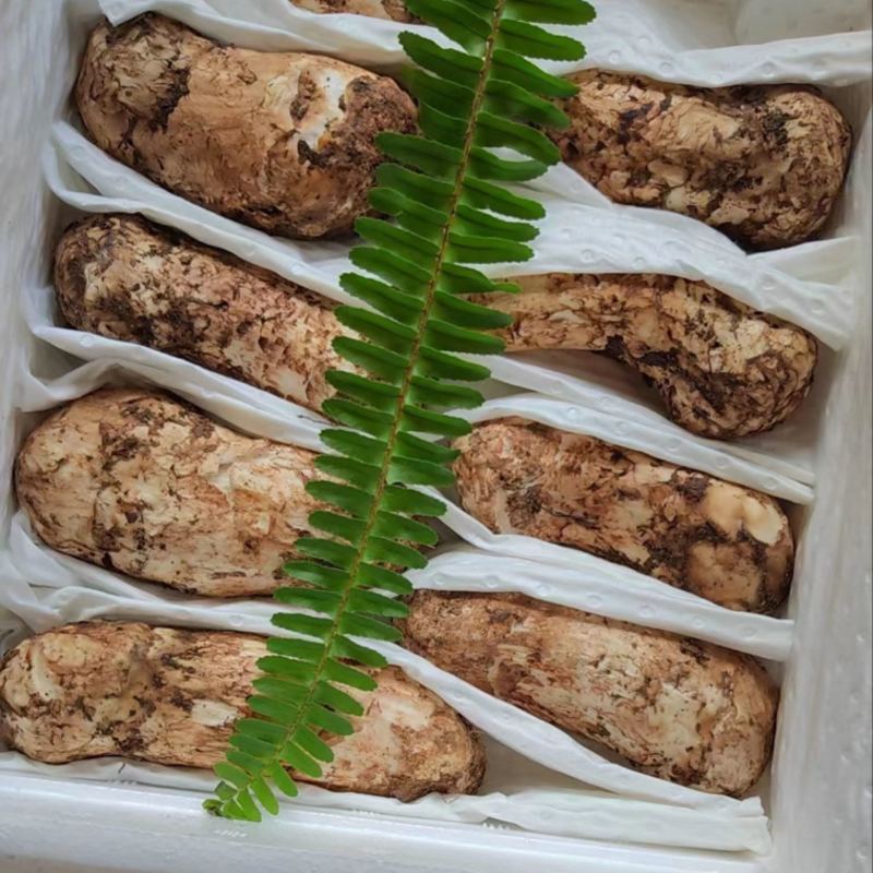 云南精品野生鲜松茸，货量稳定，品质好，规格齐全欢迎选购