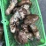 【价格来电咨询】山中纯野生鲜松茸货量稳定新鲜采摘