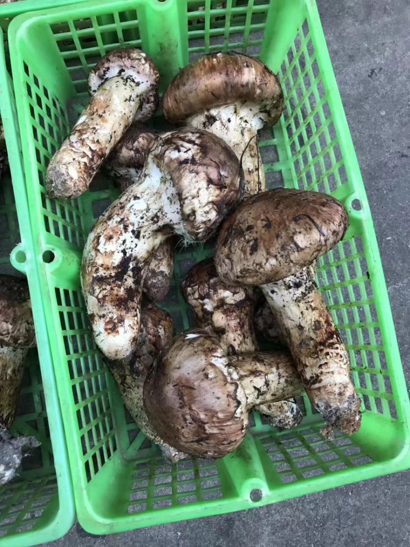 【价格来电咨询】山中纯野生鲜松茸货量稳定新鲜采摘