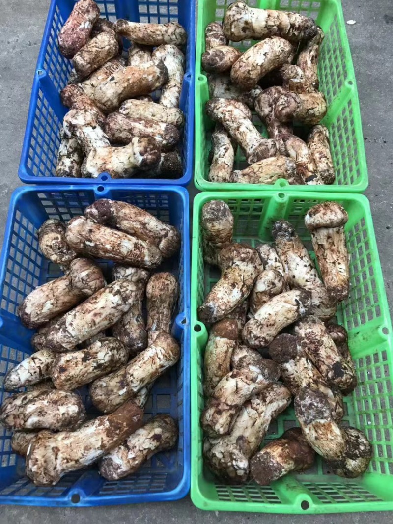【价格来电咨询】山中纯野生鲜松茸货量稳定新鲜采摘