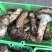 【价格来电咨询】山中纯野生鲜松茸货量稳定新鲜采摘