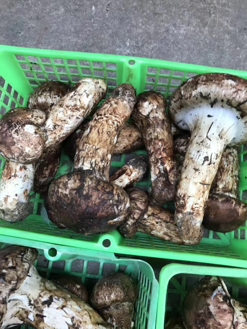 【价格来电咨询】山中纯野生鲜松茸货量稳定新鲜采摘