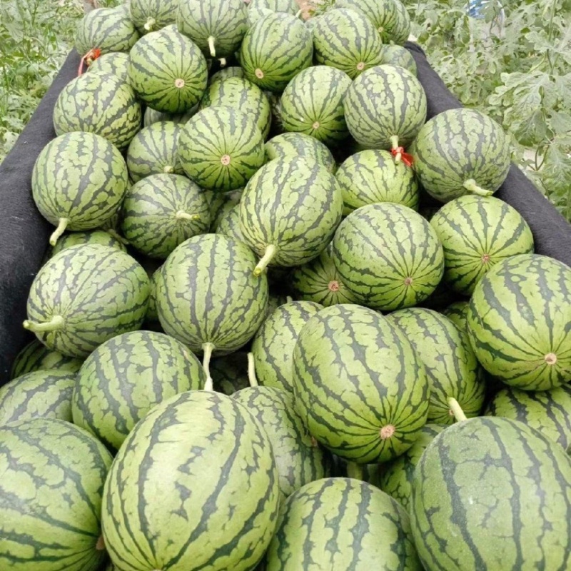 河北保定小糖丸西瓜小吊瓜头茬全美2k货量大品质好价格低