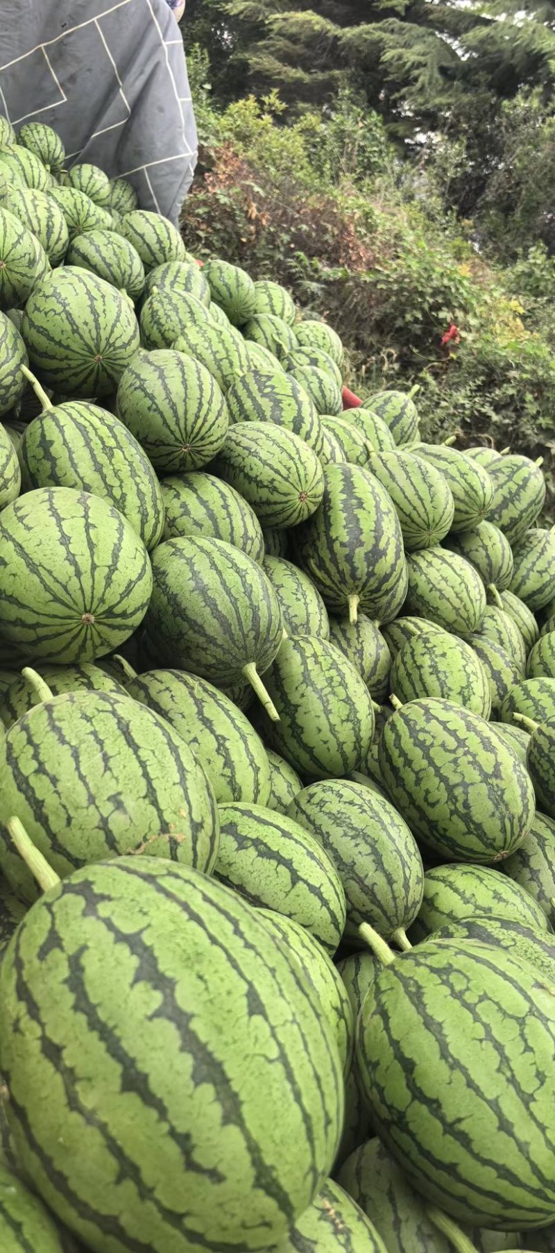 河北保定小糖丸西瓜小吊瓜头茬全美2k货量大品质好价格低