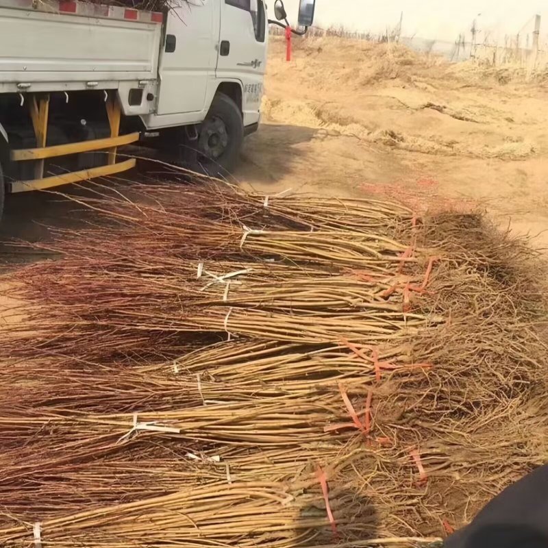 正品贵妃油蟠桃树苗大果型油蟠桃品种纯真基地现起现发