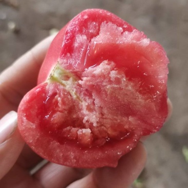 山东聊城硬粉西红柿全天大量供应中，长期持续有货，