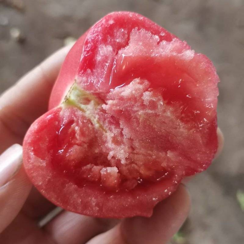 山东聊城硬粉西红柿全天大量供应中，长期持续有货，