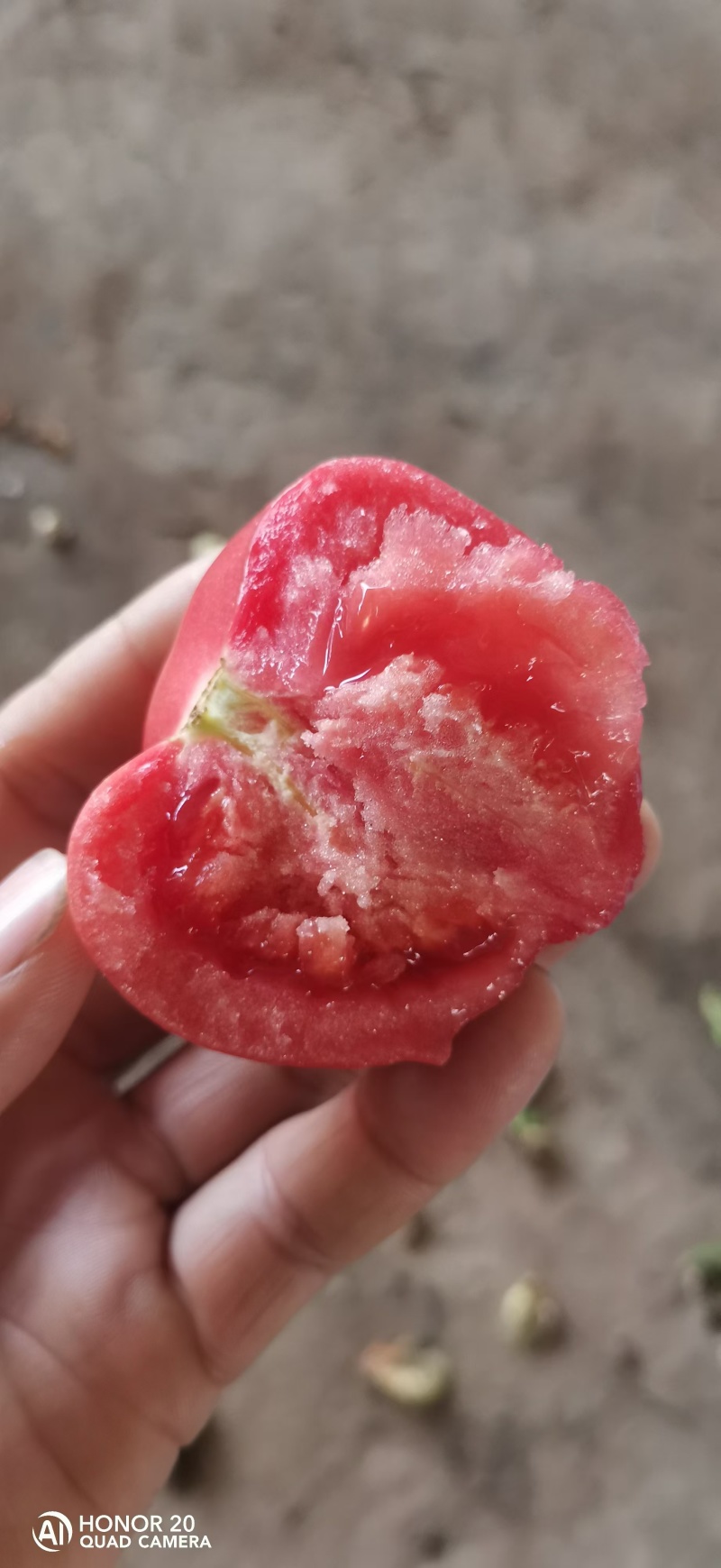 山东聊城硬粉西红柿全天大量供应中，长期持续有货，