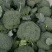 小米粒西兰花，2指把，无空心，无黄点，基地直供