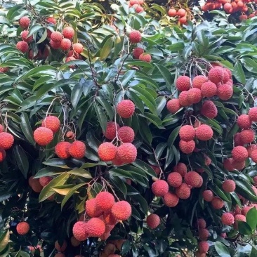 广西灵山品牌荔枝