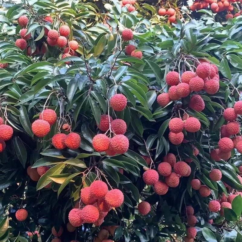 广西灵山品牌荔枝