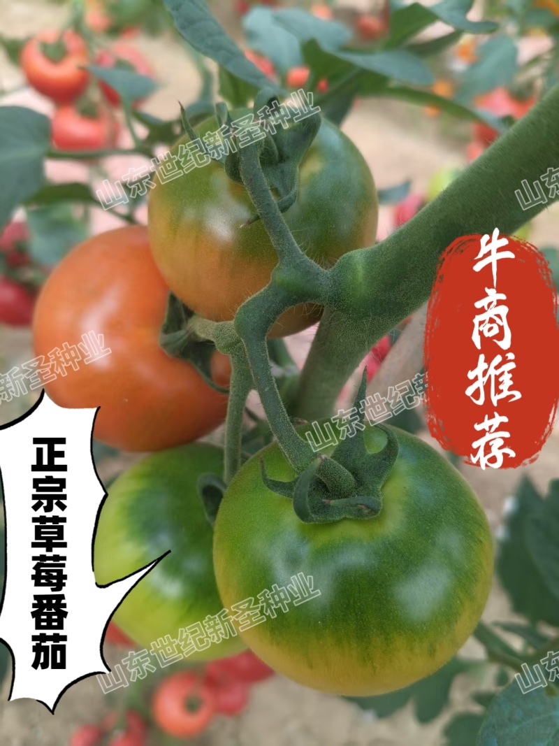 草莓西红柿苗番茄苗铁皮柿子酸甜可口绿籽绿肩浓重高抗病毒