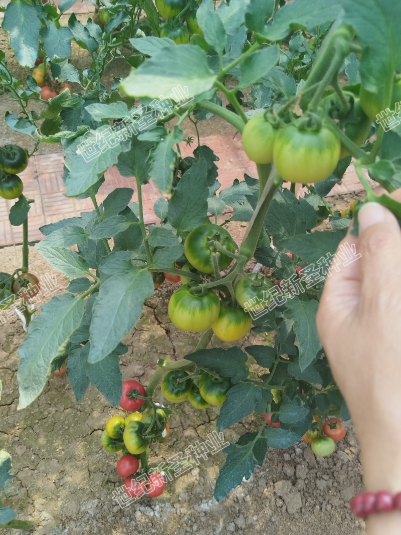 草莓西红柿苗番茄苗铁皮柿子酸甜可口绿籽绿肩浓重高抗病毒