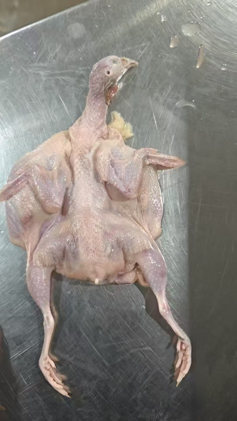 开膛鹌鹑，低价
