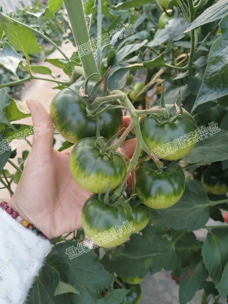 草莓西红柿苗番茄苗铁皮柿子酸甜可口绿籽绿肩浓重高抗病毒