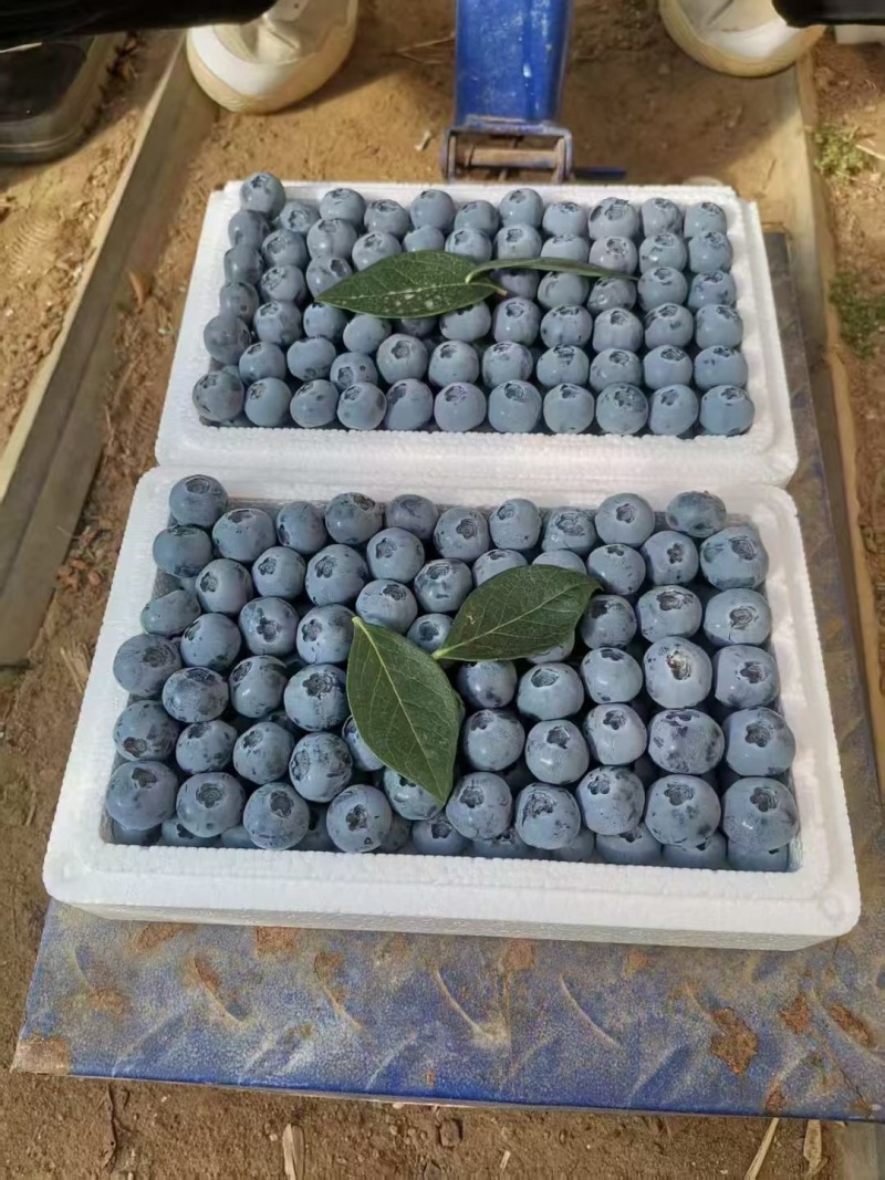 推荐山东蓝莓L25H5H6优瑞卡产地直供优惠