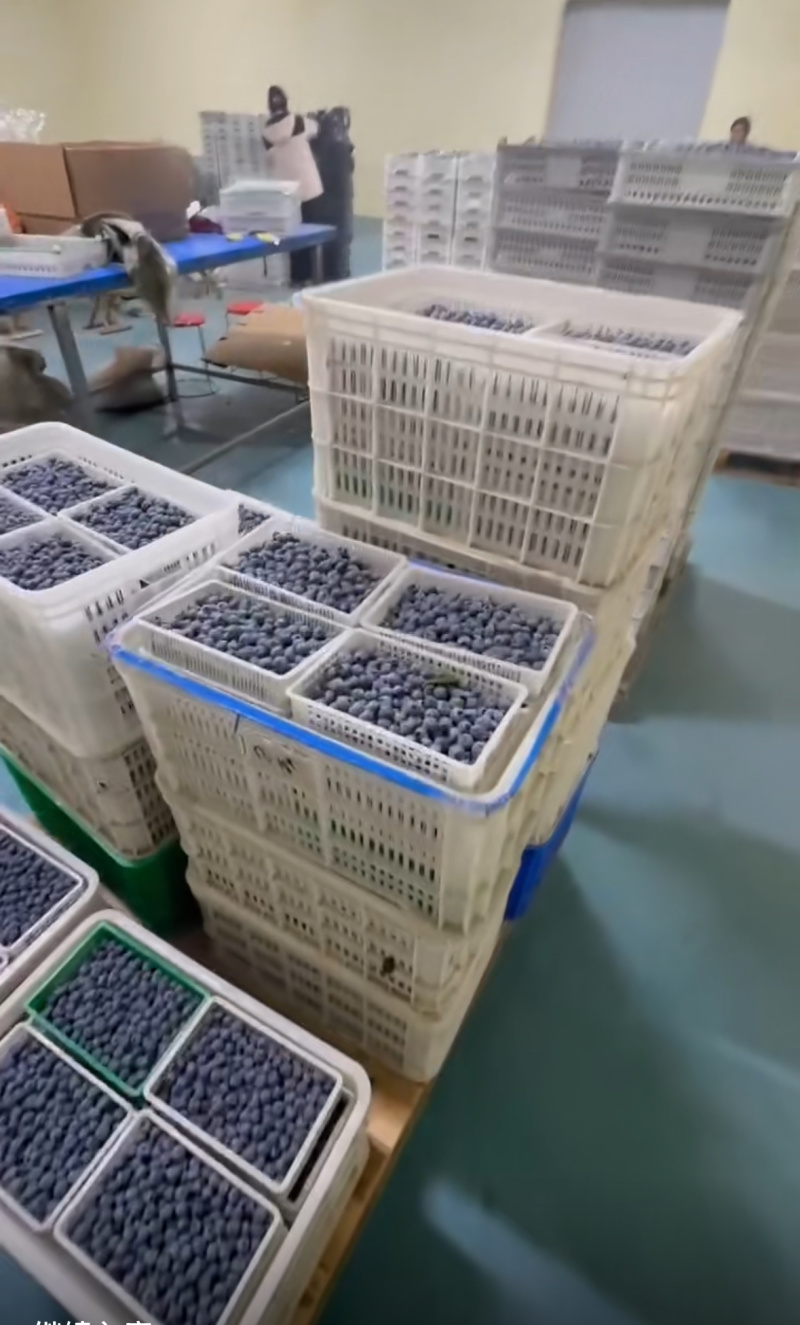 推荐山东蓝莓L25H5H6优瑞卡产地直供优惠