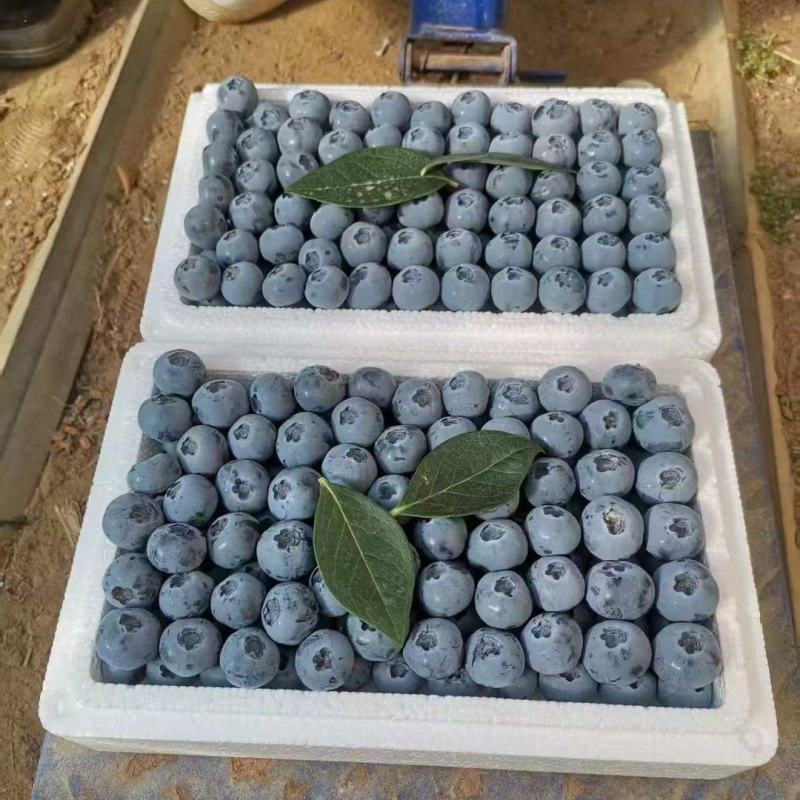 推荐山东蓝莓L25H5H6优瑞卡产地直供优惠