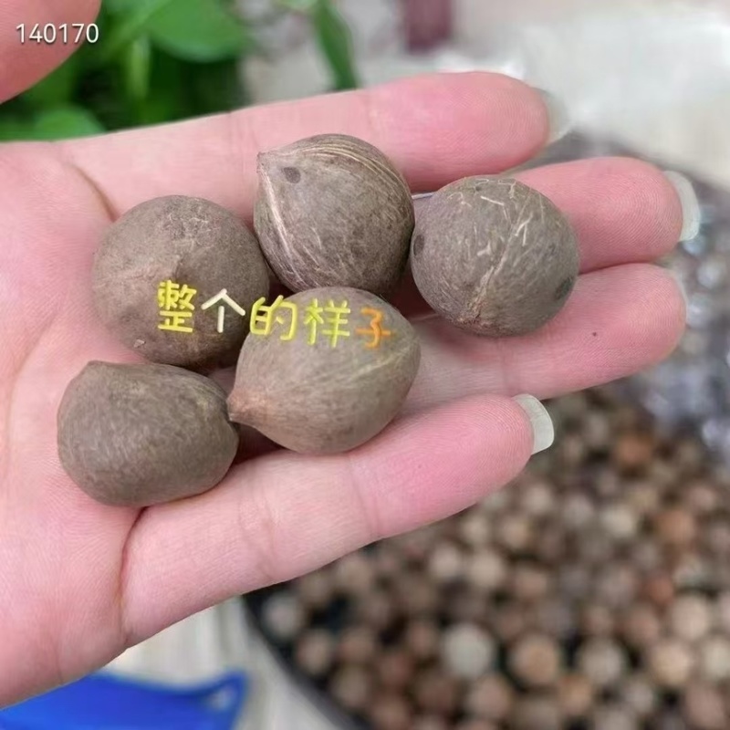 去壳小椰子肉
