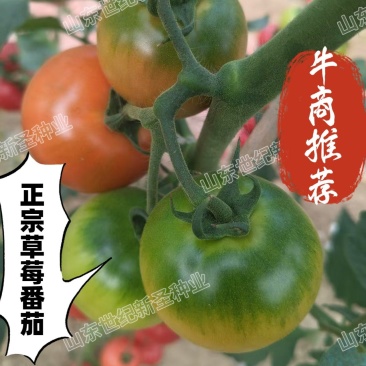 草莓西红柿苗番茄苗铁皮柿子酸甜可口绿籽绿肩浓重高抗病毒