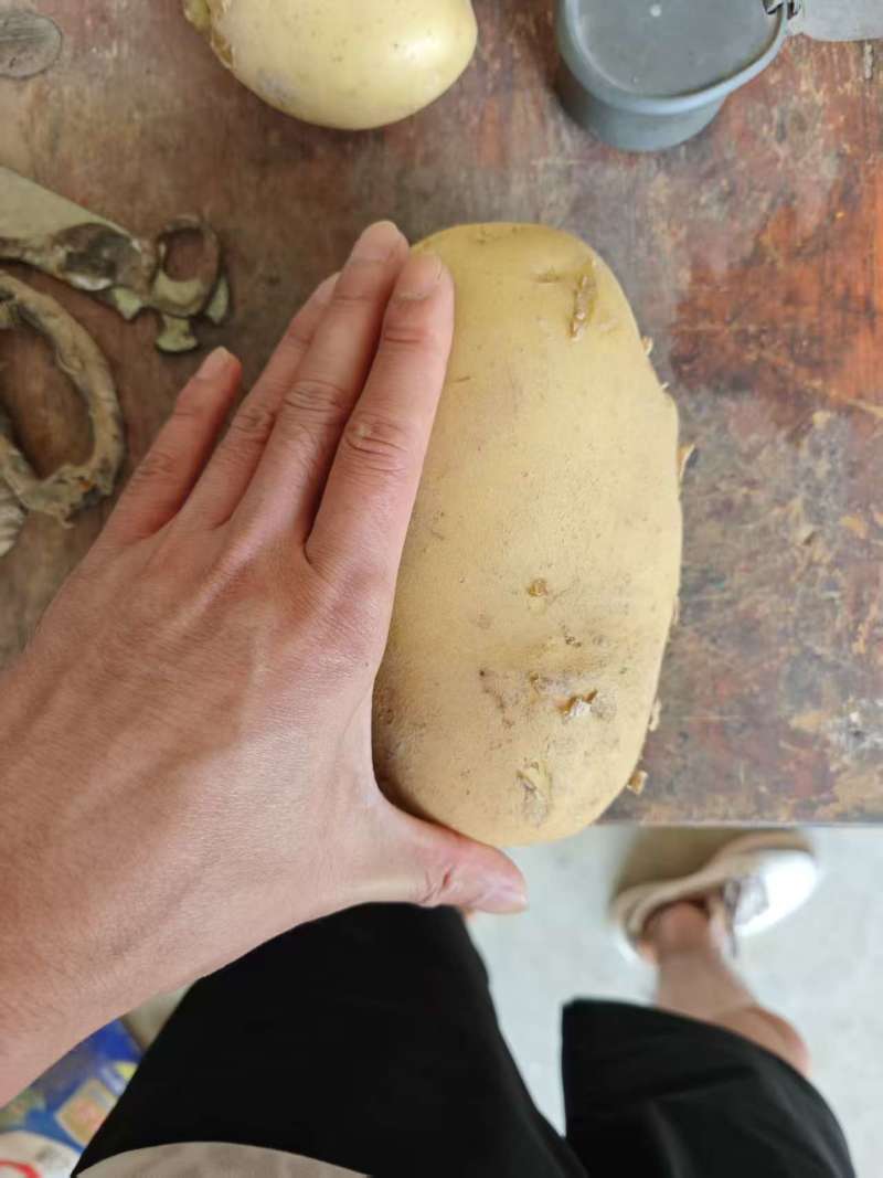通许土豆黄心土豆产地直发货源充足可视频看货欢迎致电